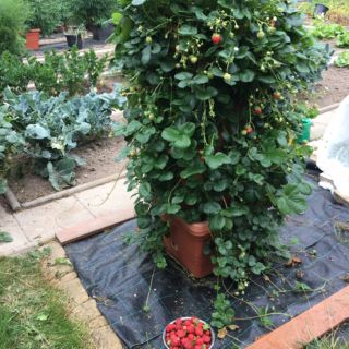 Úspěšný pěstitel jahod