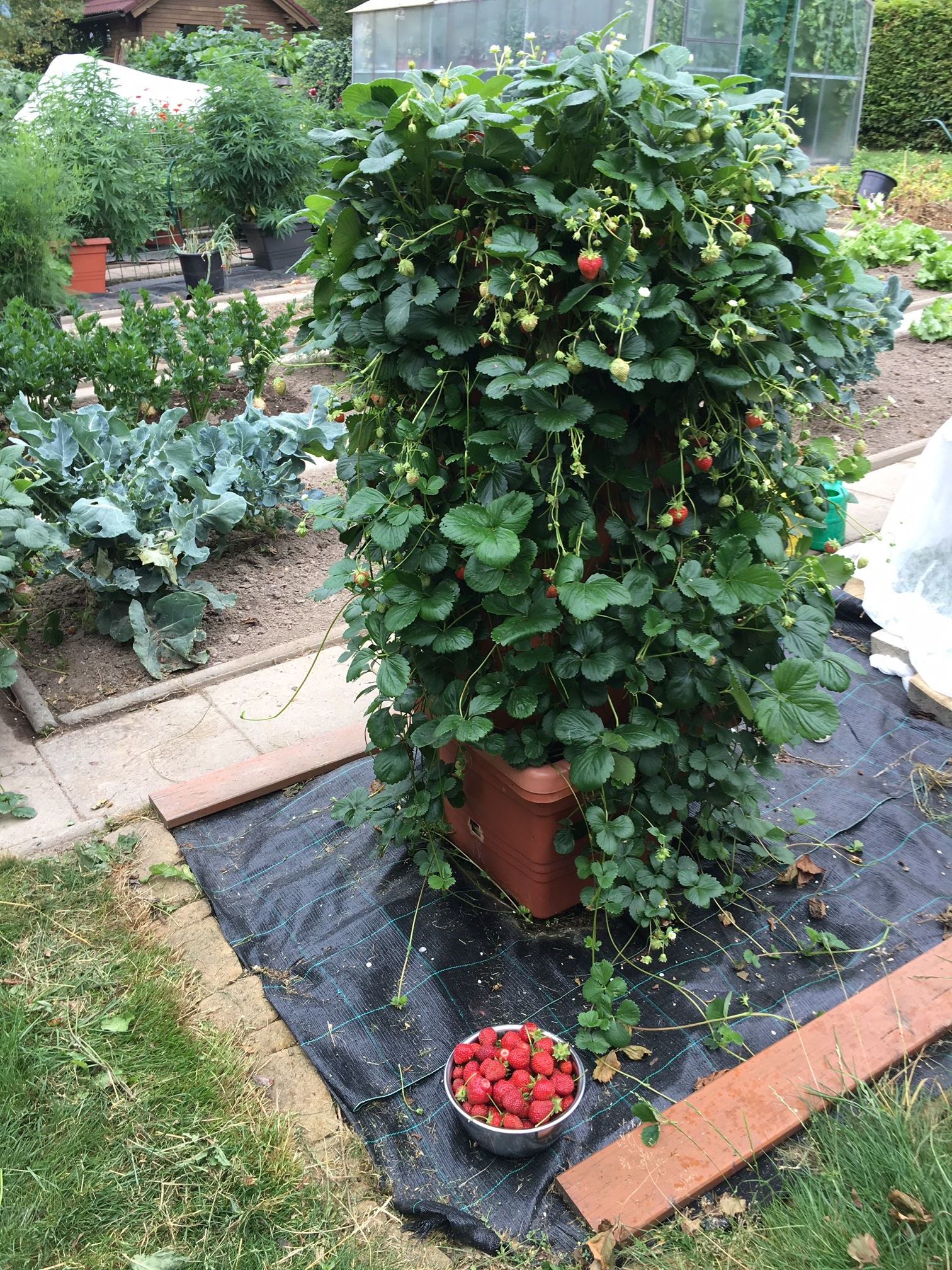 Úspěšný pěstitel jahod